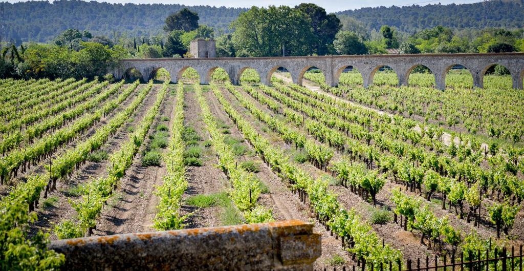 Vignoble en face de l’hôtel